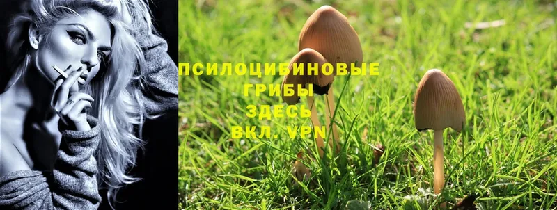 Галлюциногенные грибы Cubensis  где купить наркотик  Донецк 